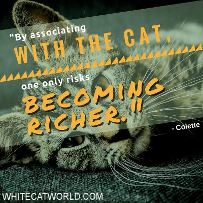 "By associating with the cat, one only risks becoming richer." - Colette