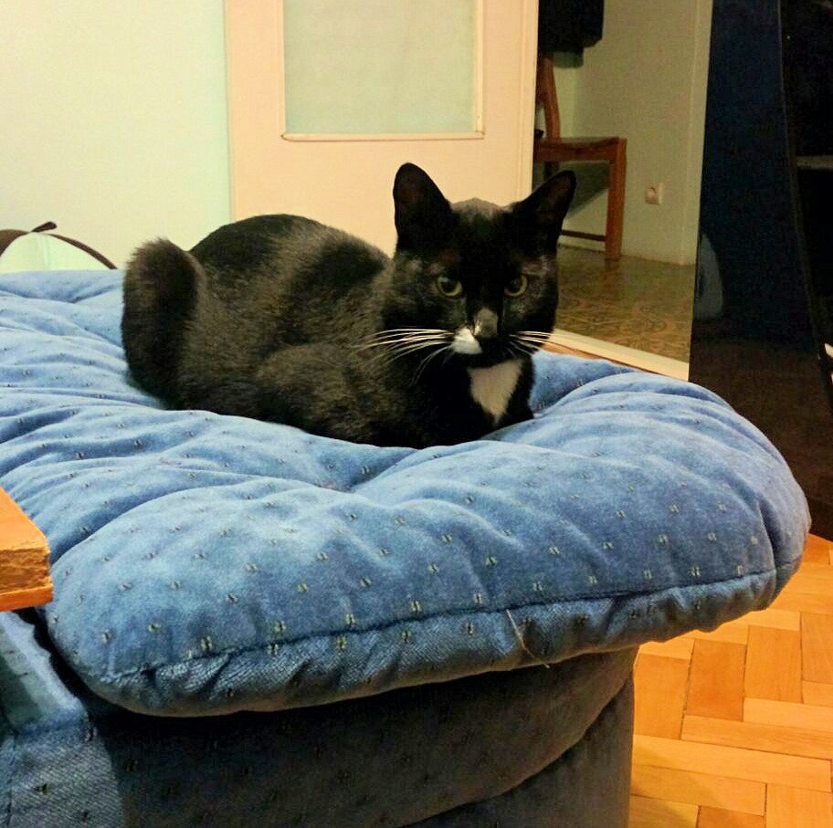 calm-black-cat-on-blue-bed
