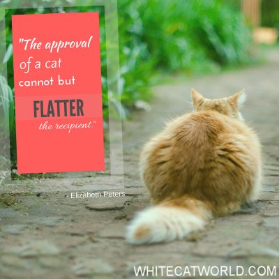 "The approval of a cat cannot but flatter the recipient." - Elizabeth Peters