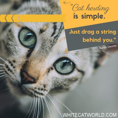 "Cat herding is simple. Just drag a string behind you." - Aaron Dennis