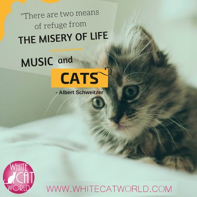 cat-quote-refuge-from-the-misery-of-life-music-cats