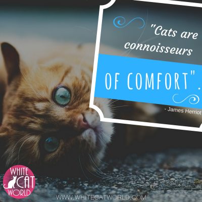 "Cats are connoisseurs of comfort." - James Herriot