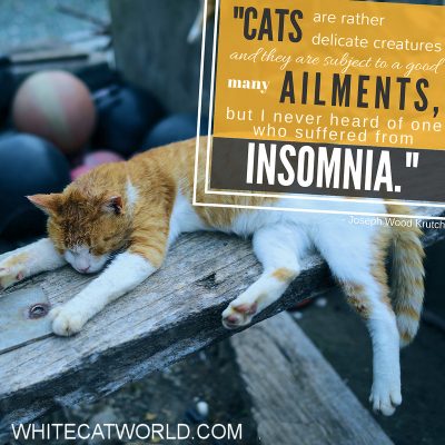 "Cats are rather delicate creatures and they are subject to a good many ailments, but I never heard of one who suffered from insomnia." - Joseph Wood Krutch 
