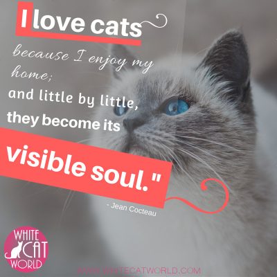 "I love cats because I enjoy my home; and little by little, they become its visible soul." - Jean Cocteau