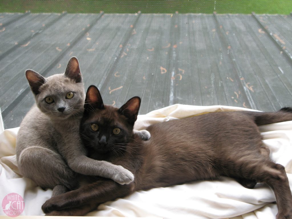 Alaska is our blue Burmese girl and Jasper is our sable Burmese boy. This is my favorite picture of the two of them sitting on a blanket in a window. They grew up together and were constant companions and when Jasper passed away suddenly it was a shock to all of us. We always of fond memories of our time with the two kittens and glad we had so many precious years with them.
