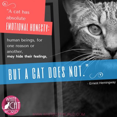 "A cat has absolute emotional honesty: human beings, for one reason or another, may hide their feelings, but a cat does not." - Ernest Hemingway