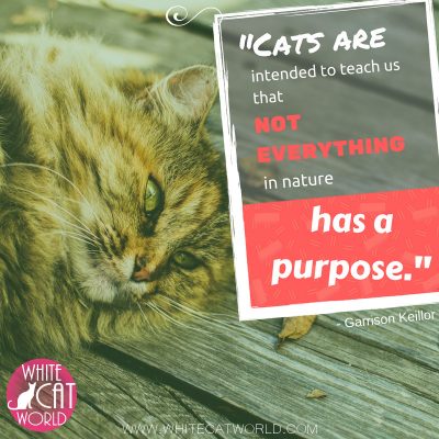 "Cats are intended to teach us that not everything in nature has a purpose." - Garrison Keillor
