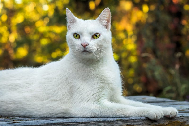 Common Health Concerns of White Cats