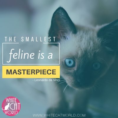 "The smallest feline is a masterpiece." - Leonardo da Vinci