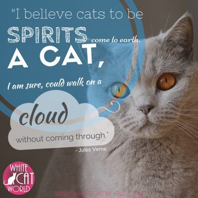 "I believe cats to be spirits come to earth. A cat, I am sure, could walk on a cloud without coming through." - Jules Verne