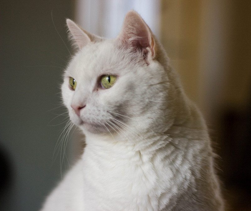 mister-white-cat