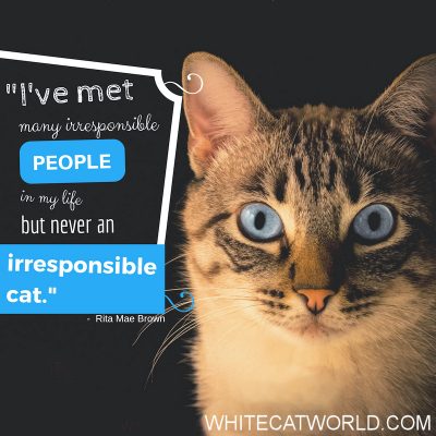 "I've met many irresponsible people in my life but never an irresponsible cat." - Rita Mae Brown