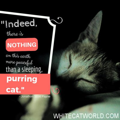 "Indeed, there is nothing on this earth more peaceful than a sleeping, purring cat." - Jonathon Scott Payne