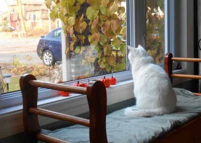 solitary-white-cat-looking-out-the-window