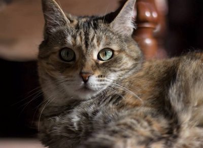 sookie-the-tabby-cat