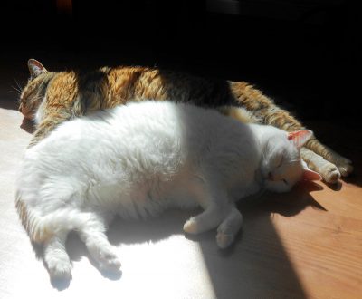 tabby-and-white-cat-in-sunbeam