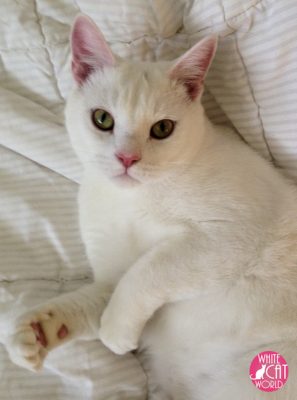 Casper is a healthy male who was rescued with his sister Lily by the SPCA. His health and personality blossomed after adoption.