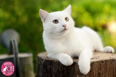 white cat in the garden