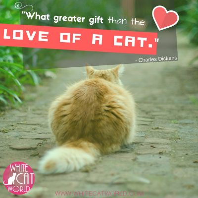 "What greater gift than the love of a cat." - Charles Dickens