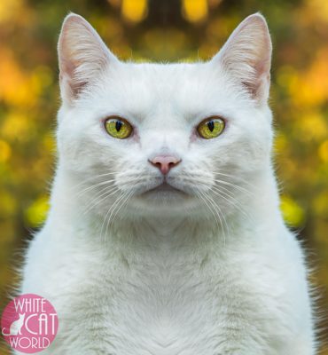 white-cat-avatar-2