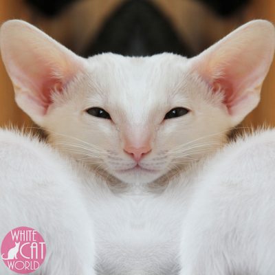 white-cat-avatar-4