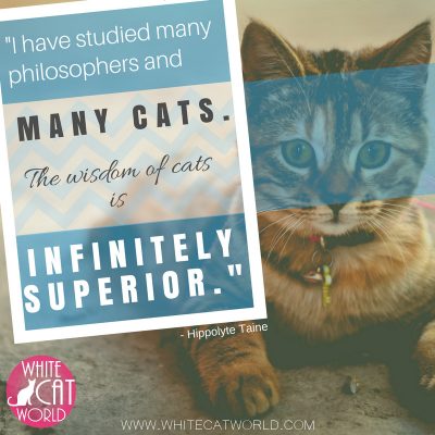 "I have studied many philosophers and many cats. The wisdom of cats is infinitely superior." - Hippolyte Taine