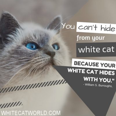  "You can't hide from your white cat because your white cat hides with you." - William S. Burroughs