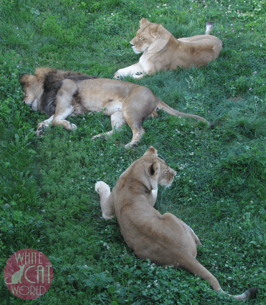 On a warm summer day the male lion takes a rest while his lioness companions keep an eye out for anything that might disturb the peace.