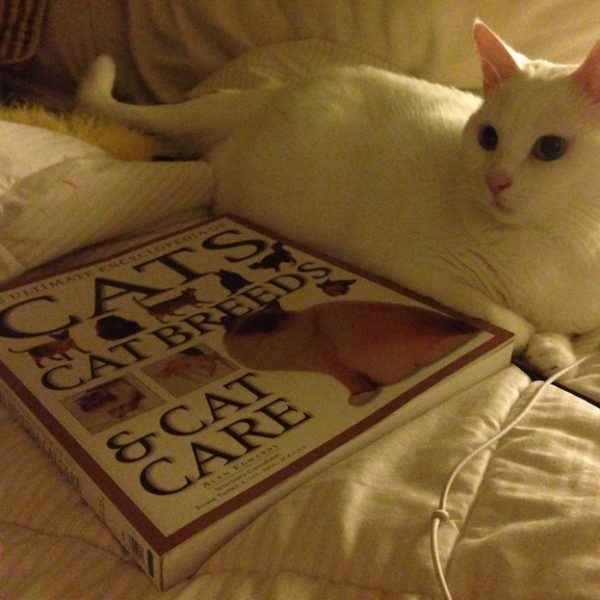 Favorite Cat Books