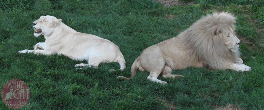 The rare white lions at resting on the grass in Hemmingford, Quebec at the Parc Safari Zoo.
