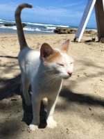 Belle the white cat writing songs