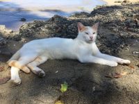 Belle the white cat writing songs