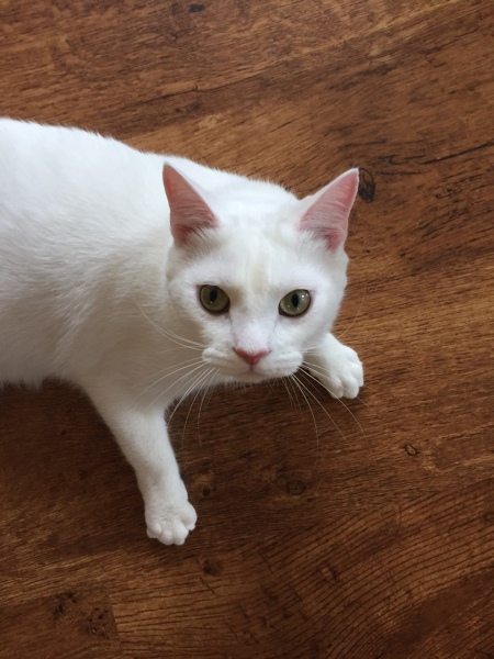 Belle the white cat writing songs