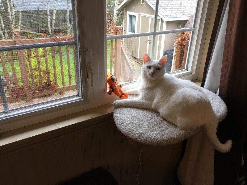 Belle the white cat writing songs