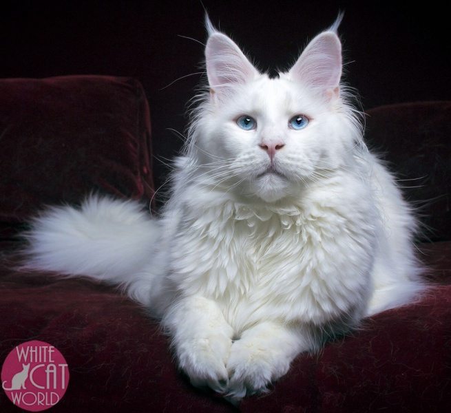 Belle the white cat writing songs